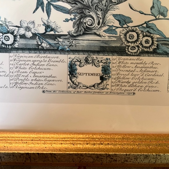Vtg SEPTEMBER from Twelve Months of Flowers by Robert Furber (C.1674-1756)CANADA - Picture 3 of 15